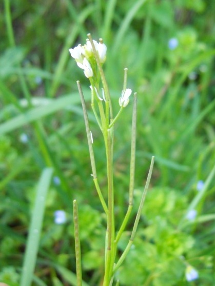 Cardamine hirsuta